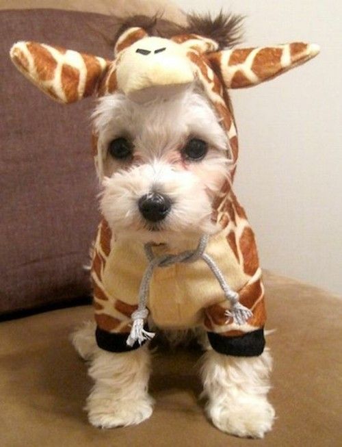 Adorable Giraffe Puppy Halloween Costume