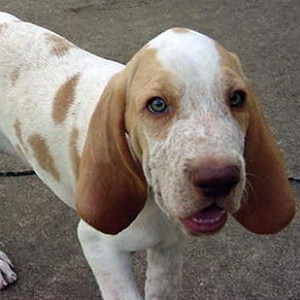 Bracco Italiano1