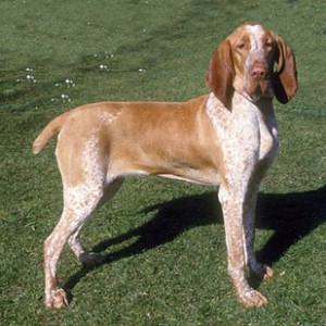 Bracco Italiano