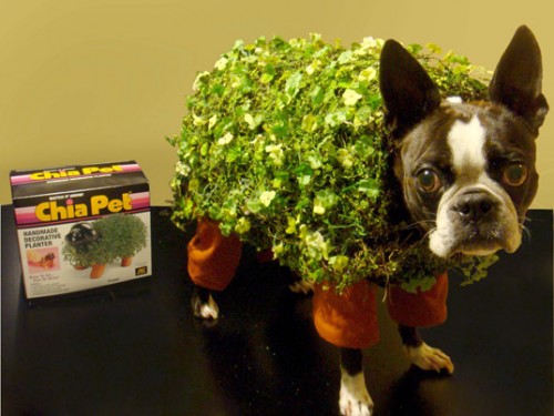Chia Pet Pup Costume for Halloween