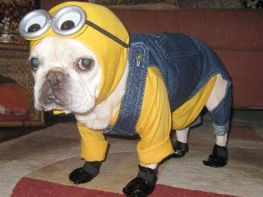 Despicable Me Halloween Costume