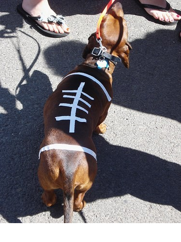 Dog As A Football - Halloween Costume