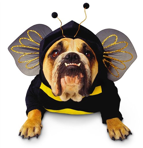 Dog in Halloween Bumble Bee Costume