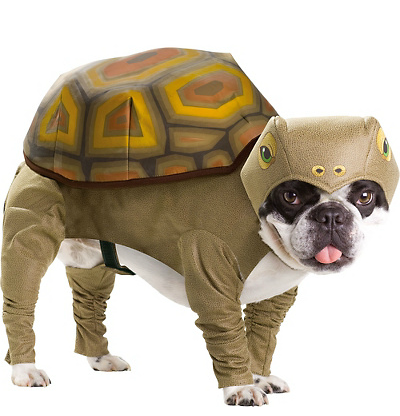 Dog In Tortoise Halloween Costume