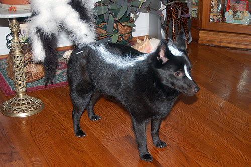 Dog as Skunk Halloween Costume