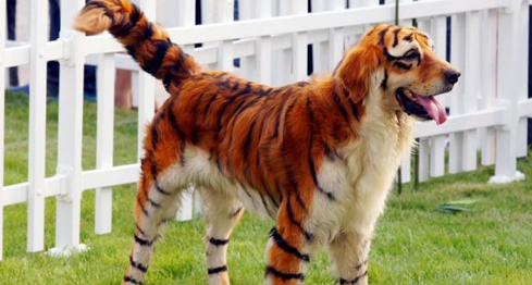 Dog as a Tiger Halloween Costume