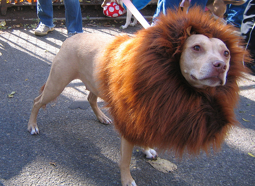 Dog in Lion Outfit