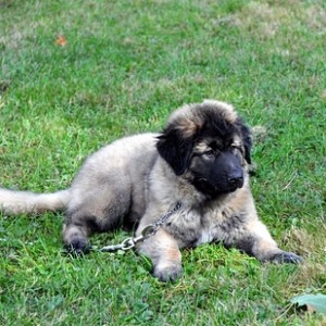 Estrela Mountain Dog