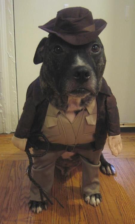 Indiana Jones Puppy Halloween Costume