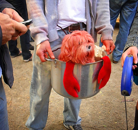 Lobster Dog Halloween Costume