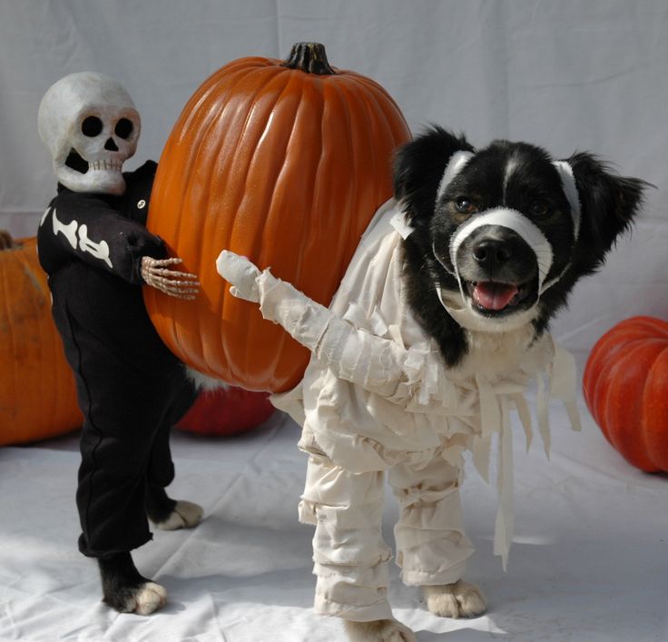 Mummy Dog Halloween Costume