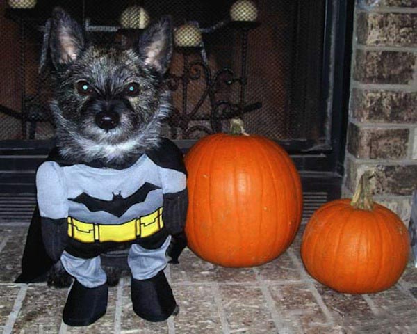 Puppy Batman Halloween Costume