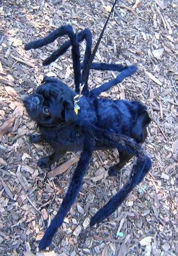 Spider Dog Halloween Costume