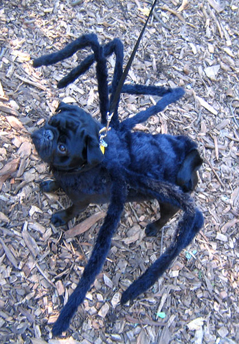 Spider Dog Halloween Costume