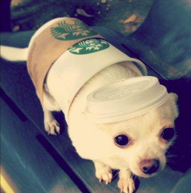 Starbucks Dog Halloween Costume