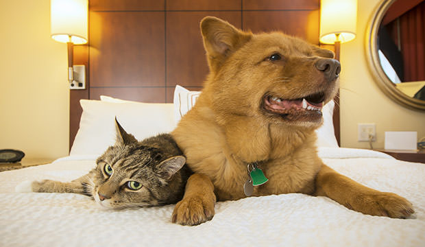 bigstock-Cat-And-Dog-Together-In-Hotel-94623140