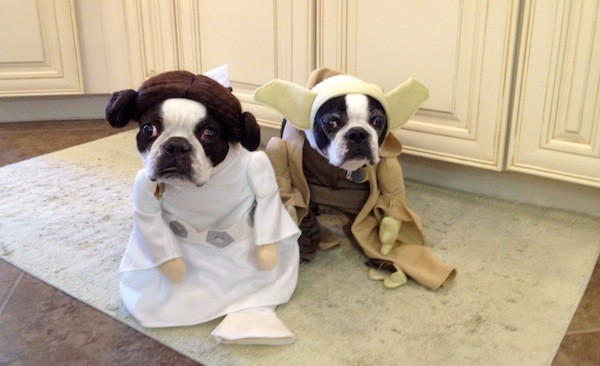 Boston Terriers Grover and Pippin dressed as Princess Leia and Yoda, respectively.