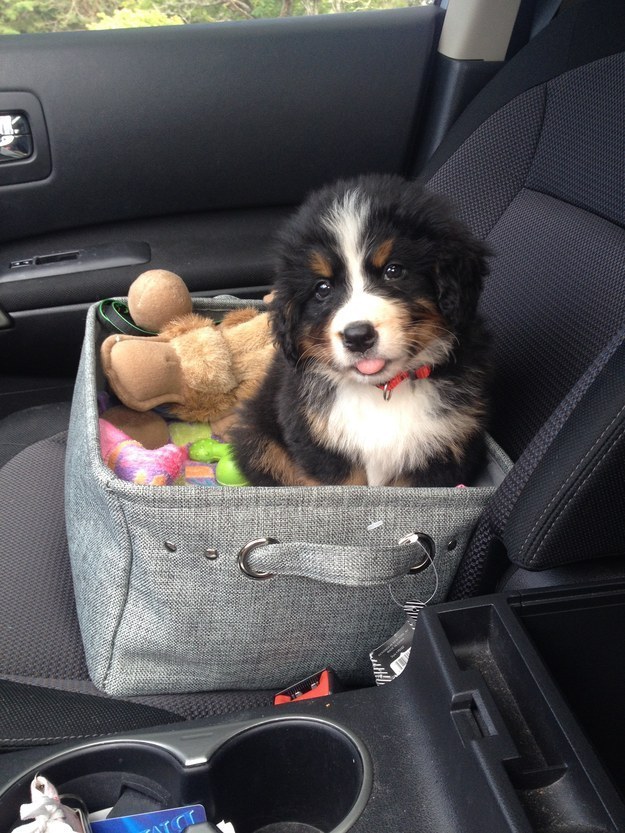 Happiness exists because this Bernie in a basket exists.