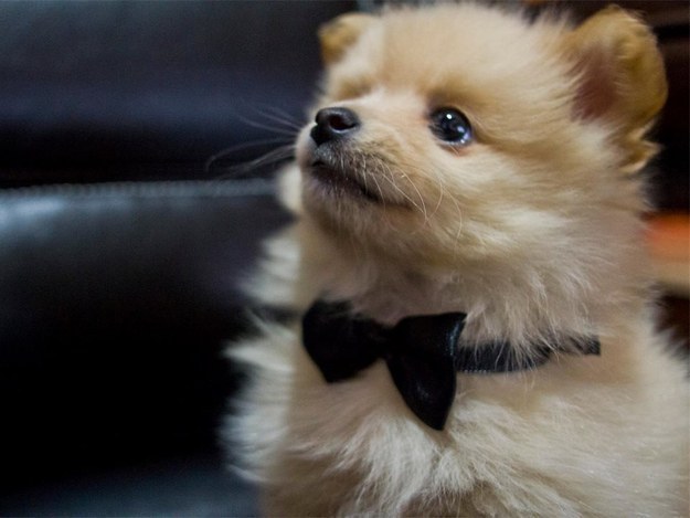 And puppies wearing bow ties are what we call EUPHORIA.