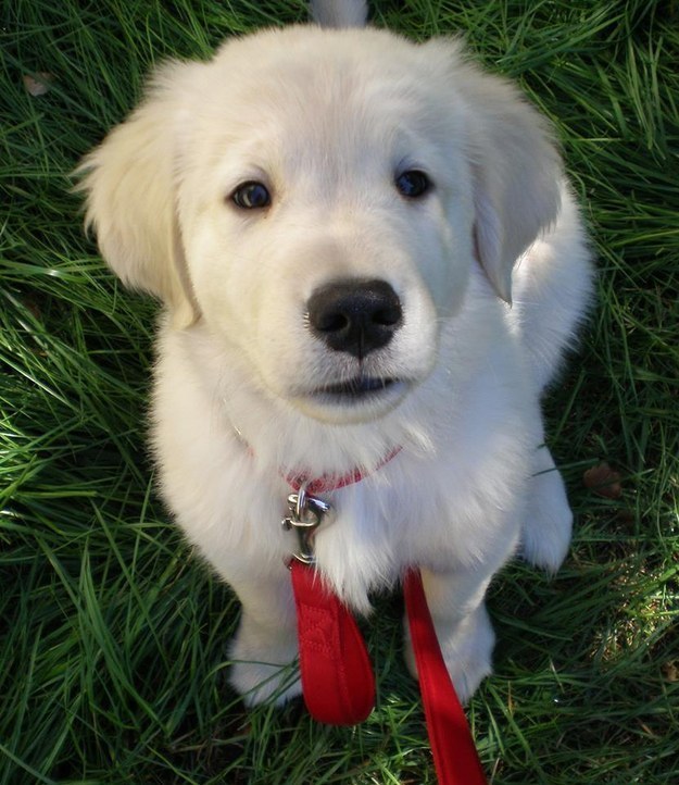 They can look at your face and only see someone wonderful and lovely and deserving of all the puppy kisses.
