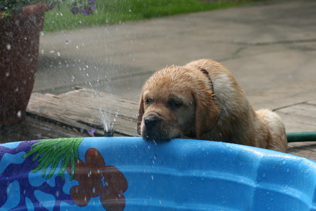 What about this puppy soaking up life under the sprinkler? Doubt it.