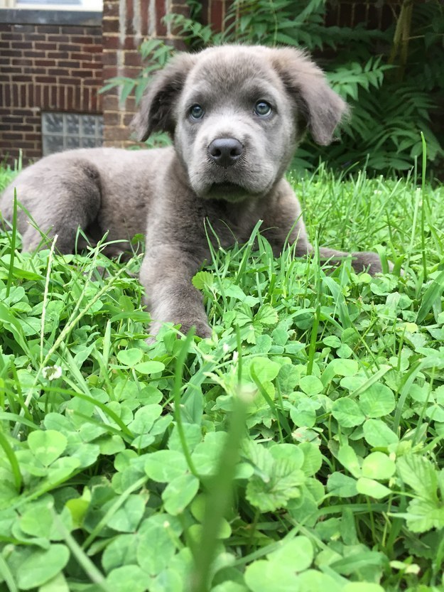 This puppy in a bed of clovers wouldn't be filling hearts with joy if joy wasn't real.