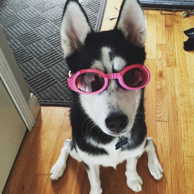 It's a happy thing to see this dog who is VERY serious about his pink goggles.