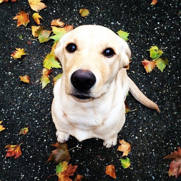 This pup wants you to look around and appreciate the beauty nature provides for us.