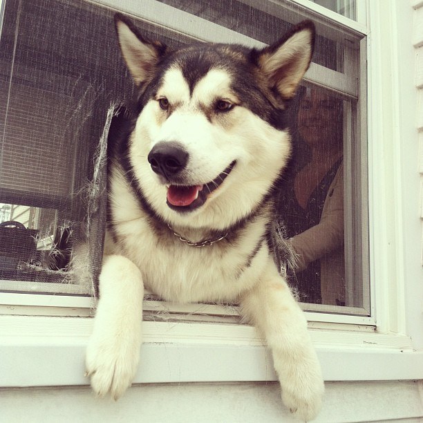 Here is a dog proving that smiles are available even when you're stuck in a rut.