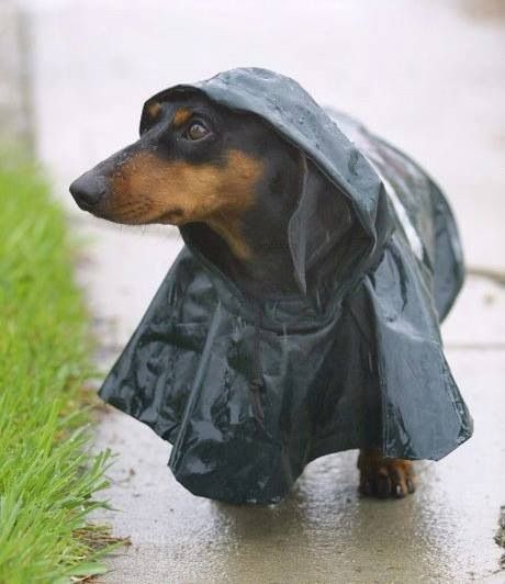 Dogs Whose Rain Game is on Point