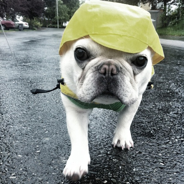 Dogs Whose Rain Game is on Point