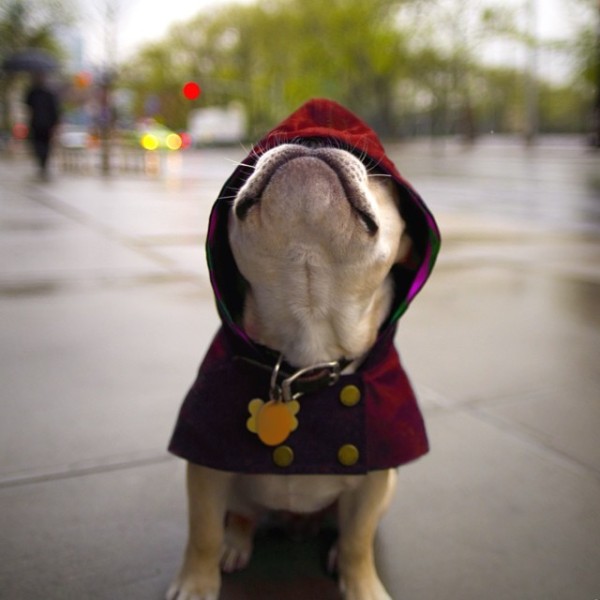Dogs Whose Rain Game is on Point