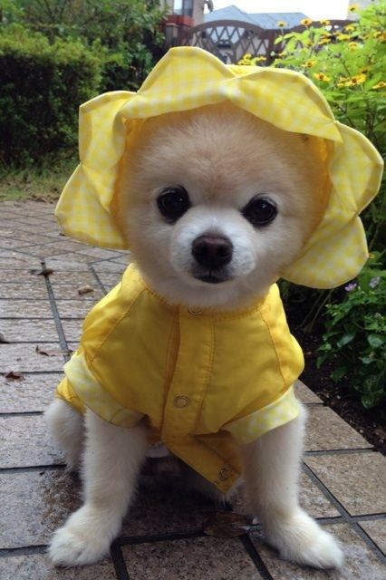 Dogs Whose Rain Game is on Point