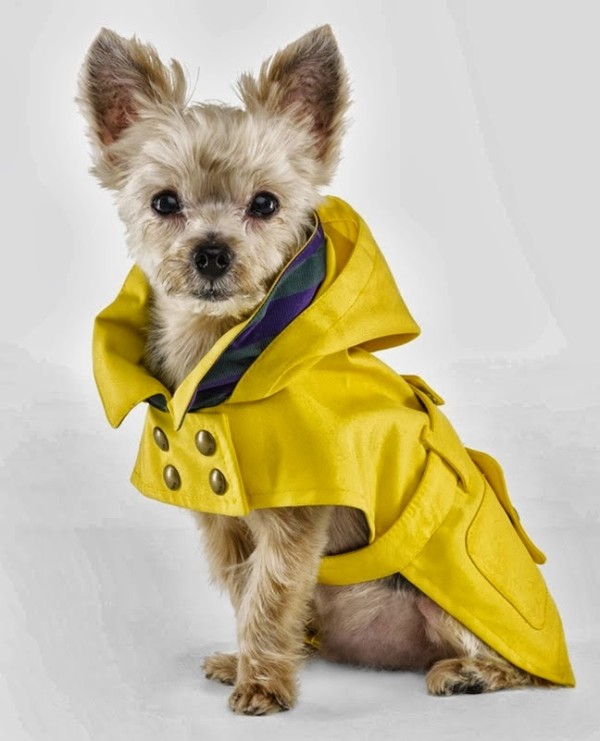 Dogs Whose Rain Game is on Point