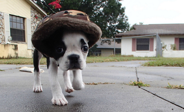 Dogs Whose Rain Game is on Point