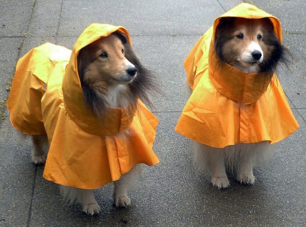 Dogs Whose Rain Game is on Point