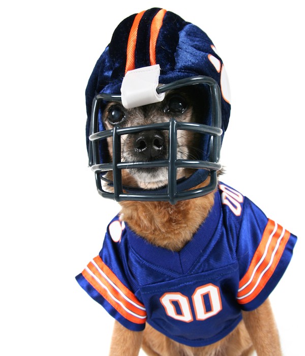 Dog in a football player costume