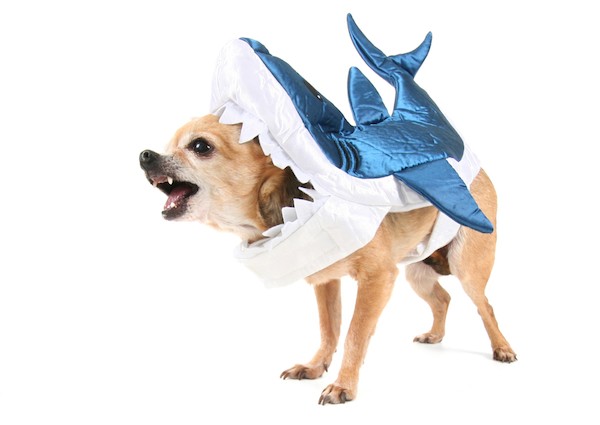 Chihuahua in a shark costume