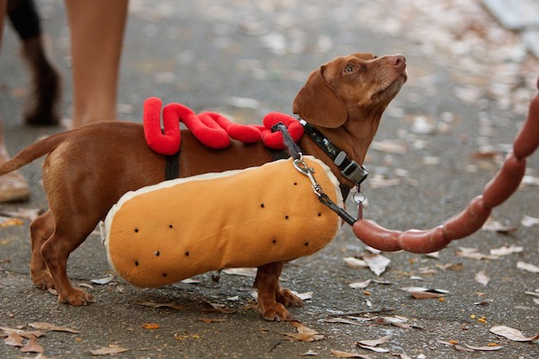 Dachshund dressed as a hot dog