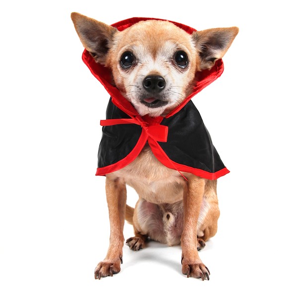 Dog dressed as a vampire