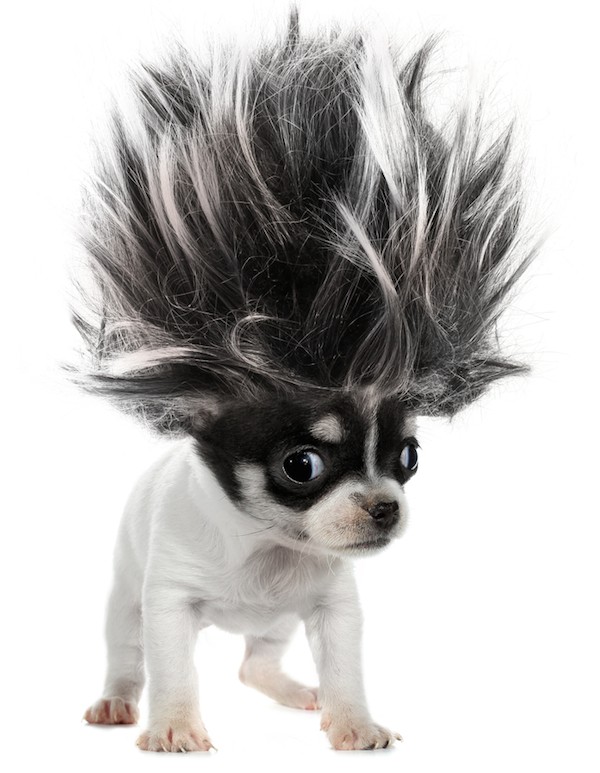 Chihuahua in a wig