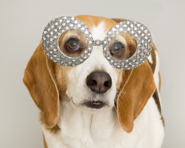 Beagle dressed as a pop star