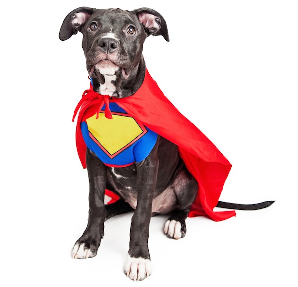 Dog dressed as a superhero