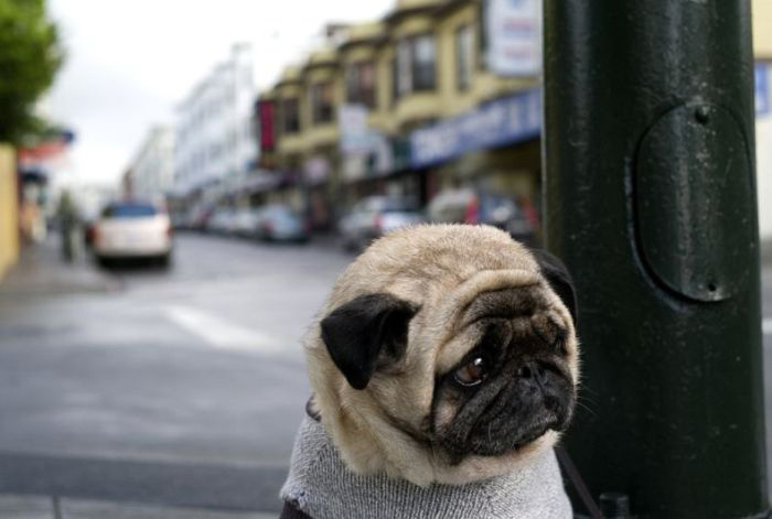20 Sad Puppies That Will Ruin Your Day